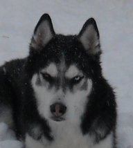 Snowdog4