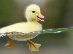 Ducky150